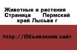  Животные и растения - Страница 12 . Пермский край,Лысьва г.